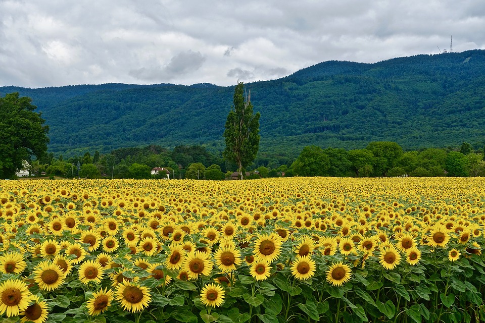 Organic Farming