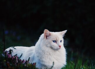 How To Start A Pet Business in 2023? How to Start A Pet Business