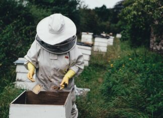 How To Start Honey Business? How to Start Honey Business