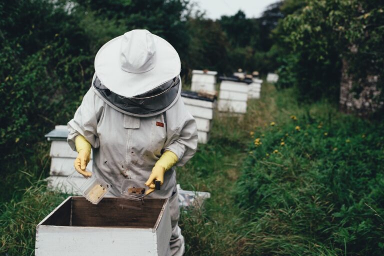 How to Start Honey Business